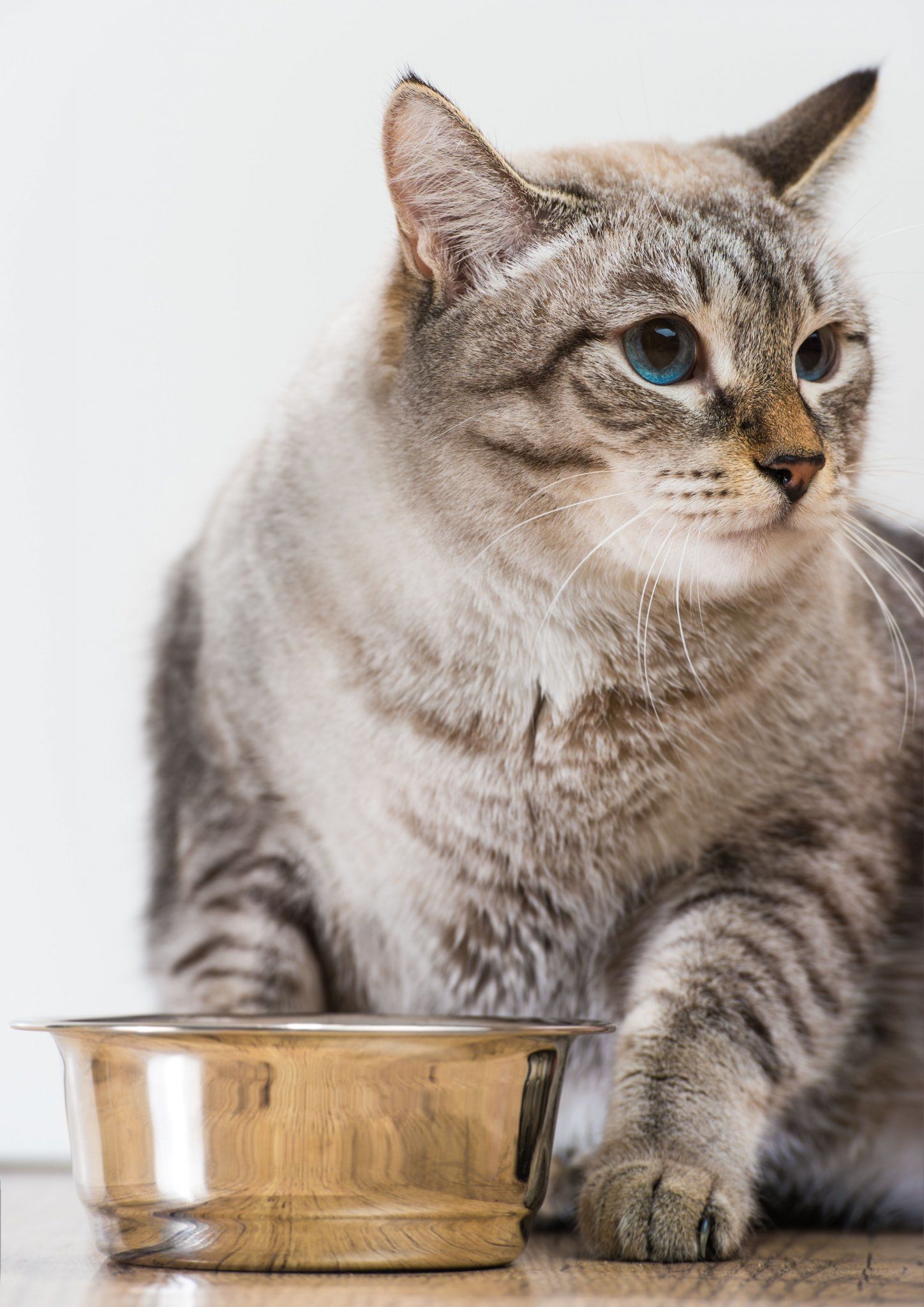 Can cats eat tuna? (2021) ⋆